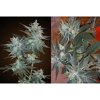 L.A. Ultra Feminised Seeds