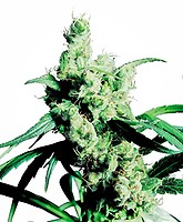 Silver Haze Feminised Seeds