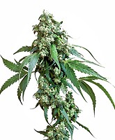 Jack Flash #5 Feminised Seeds