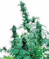 Early Skunk Feminised Seeds