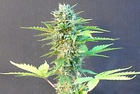 Speedy Boom (Speedy G) Auto Feminised Seeds