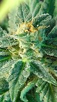 Kritic (Kritic 70) Auto Feminised Seeds