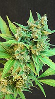 Kickass (B.Lee ) Auto Feminised Seeds
