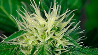 Ginger Punch (Hobbit) Auto Feminised Seeds
