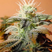 Indoor Mix Feminised Seeds
