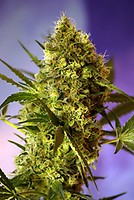 Big Devil #2 Auto Feminised Seeds