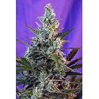 Sweet Skunk Auto Feminised Seeds