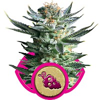 Fruit Spirit Feminised Seeds