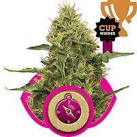 Northern Light Feminised Seeds