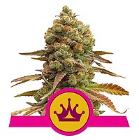 Special Queen #1 Feminised Seeds