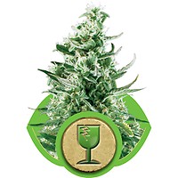 Royal Critical Auto Feminised Seeds