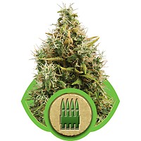 Royal AK Auto Feminised Seeds