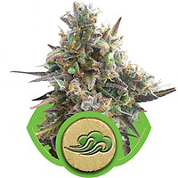 Royal Bluematic Auto Feminised Seeds