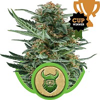 Royal Dwarf Auto Feminised Seeds