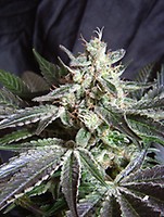 Black Jack Feminised Seeds