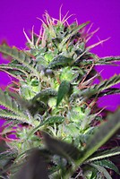 Botafumeiros Feminised Seeds