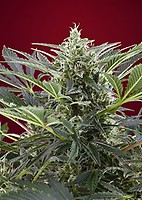 Cream 47 Feminised Seeds