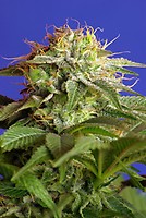 Green Poison Feminised Seeds