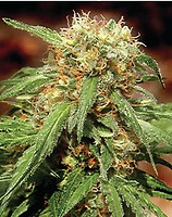 Sweet Tai Feminised Seeds
