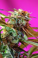 Wild Rose Feminised Seeds