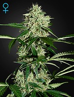 Northern Lights Auto Feminised Seeds