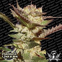 Durga Mata Feminised Seeds
