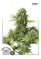 StarRyder Auto Feminised Seeds