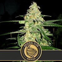 Original Clon Feminised Seeds