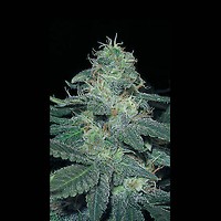 BC Diesel Feminised Seeds