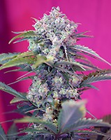 Cream Mandarine Auto Feminised Seeds