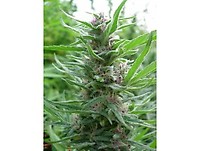 Panama Feminised Seeds