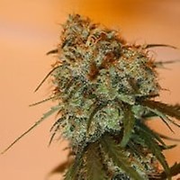 Golden Tiger Feminised Seeds