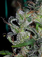 Zamaldelica Feminised Seeds