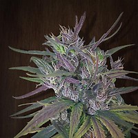 Oldtimer's Haze Regular Seeds