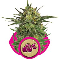 Haze Berry Feminised Seeds