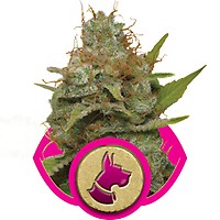 Kali Dog Feminised Seeds