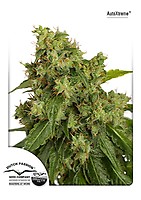 Xtreme Auto Feminised Seeds