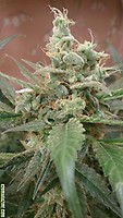 AK Auto Feminised Seeds