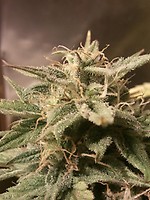 Bubble Auto Feminised Seeds