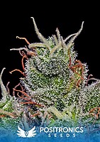Supercheese Feminised Seeds