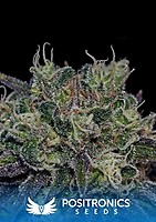 Black Widow Feminised Seeds