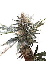 Tangie Regular Seeds