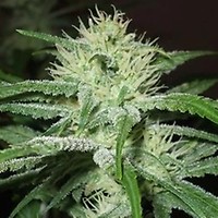 Speed Bud Auto Feminised Seeds