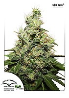 Kush CBD Feminised Seeds