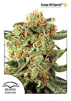 Orange Hill Special Feminised Seeds