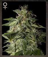 Afgooey Feminised Seeds