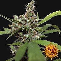 Blue Shark CBD Feminised Seeds