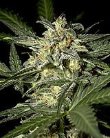 White Widow Auto Feminised Seeds