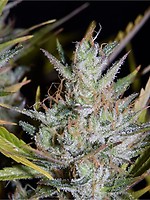 Hubbabubbasmelloscope Auto Feminised Seeds