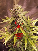 Sour Bubbly Auto Feminised Seeds